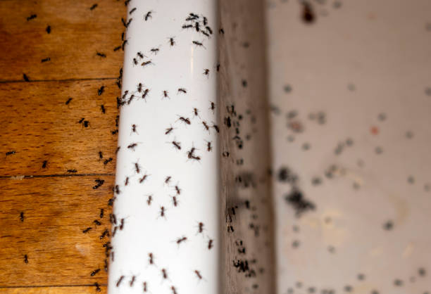 Best Residential Pest Control  in Laton, CA